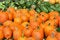 Free Bunch Of Pumpkins And Gourds Royalty Free Stock Images - 6609149