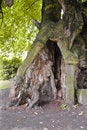 Free Thousand Years Linden Royalty Free Stock Image - 6618696