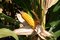 Free Ear Of Corn Royalty Free Stock Photo - 6612775