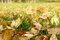 Free Autumn Foliage Royalty Free Stock Images - 6613189