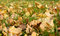 Free Autumn Foliage Stock Photos - 6613203
