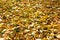 Free Autumn Foliage Stock Photos - 6613223