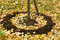 Free Autumn Foliage Stock Images - 6613224