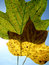 Free Autumn Leaves Stock Photos - 6613563