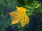 Free Autumn Leaf Royalty Free Stock Photo - 6613645