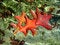 Free Red Autumn Leaves Stock Images - 6613674