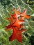Free Red Autumn Leaves Stock Photography - 6613742