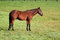 Free Horse Royalty Free Stock Images - 6616049