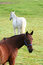 Free Pair Of Horses Royalty Free Stock Photos - 6616058