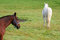 Free Pair Of Horses Royalty Free Stock Photos - 6616068