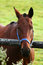 Free Horse Royalty Free Stock Images - 6616079