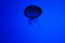 Free Jellyfish Silhouette Royalty Free Stock Photo - 6617045