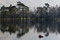 Free Reflections Of Tall Trees. Stock Photography - 6618622