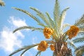 Free Date Palm Tree Stock Photography - 6620412