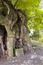 Free Thousand Years Linden Royalty Free Stock Photos - 6623008