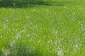 Free Lawn. Royalty Free Stock Photos - 6629258
