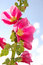 Free Pink Malvaceae Flower Royalty Free Stock Images - 6620199