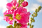 Free Pink Malvaceae Flower Stock Photos - 6620353