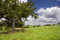 Free Landscape With Cherry Tree Royalty Free Stock Images - 6624069