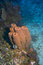 Free Group Of Caribbean Sponges Stock Photos - 6627253