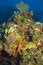 Free Section Of Coral Reef Royalty Free Stock Photography - 6627257