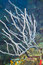 Free Knobby Sea Rod Coral Royalty Free Stock Photos - 6627258