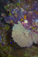 Free Gorgonian Sea Fan Stock Photo - 6627260
