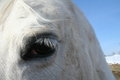 Free Equine Eye Study -Arabian Stock Image - 6633221
