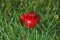 Free Apple On The Herb Stock Photos - 6633583