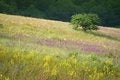 Free Crimea Nature Stock Images - 6637934