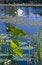 Free Swamp Lilly Stock Images - 6631394
