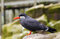 Free A Male Inca Tern Royalty Free Stock Photos - 6633358