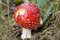 Free Mushroom Royalty Free Stock Photography - 6635117