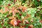 Free Autumn Branch. Royalty Free Stock Photography - 6638237