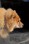 Free Chow Chow Dog On Walk Royalty Free Stock Photography - 6638657