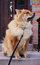 Free Chow Chow Dog On Stoop Stock Photography - 6638662