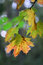 Free Autumn Leafs Royalty Free Stock Images - 6643229