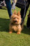 Free Dog Royalty Free Stock Image - 6647846