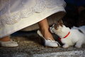 Free Bride And Her Pet Stock Image - 6650231