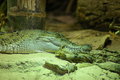 Free Croc Stock Photos - 6651833