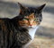 Free Tabby Cat Stock Image - 6654141