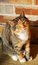 Free Tabby Cat Stock Image - 6654161