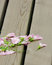 Free Morning Glory On Wood Block Royalty Free Stock Images - 6654919
