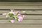 Free Morning Glory On Wood Block Stock Images - 6654944