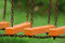 Free Chain Bridge Royalty Free Stock Photo - 6654955