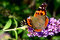Free Butterfly On Flower Stock Images - 6658924