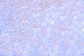Free Lavender Marbled Backround Stock Image - 6660111
