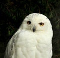 Free Penetrating Stare Of A Snowy Owl Royalty Free Stock Photography - 6660527