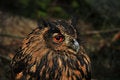 Free Amber Eyed Great Horned Owl Royalty Free Stock Photos - 6664438