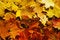 Free Carpet Of Leafs Stock Photos - 6664593